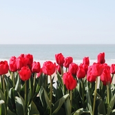 임자도 튤립 003