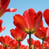 임자도 튤립 004