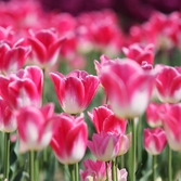 임자도 튤립 001