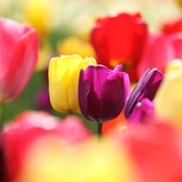 임자면 튤립 001