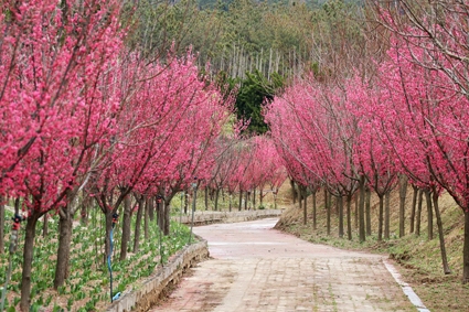 임자면 홍매화 001 3