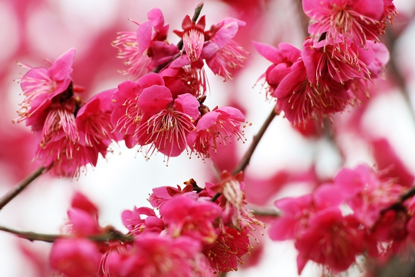 임자면 홍매화 002 6