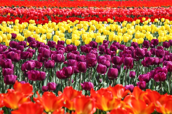 임자면 튤립 003 5