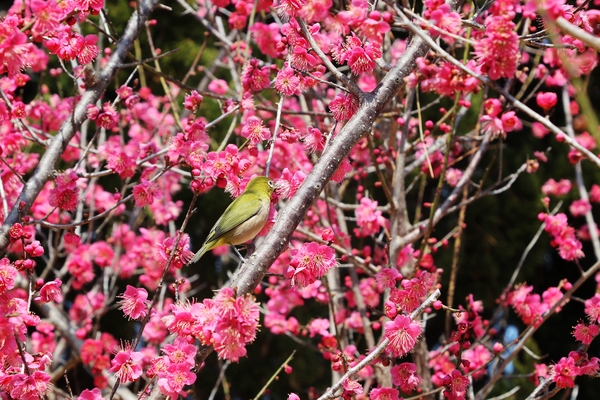 임자면 홍매화 001 4