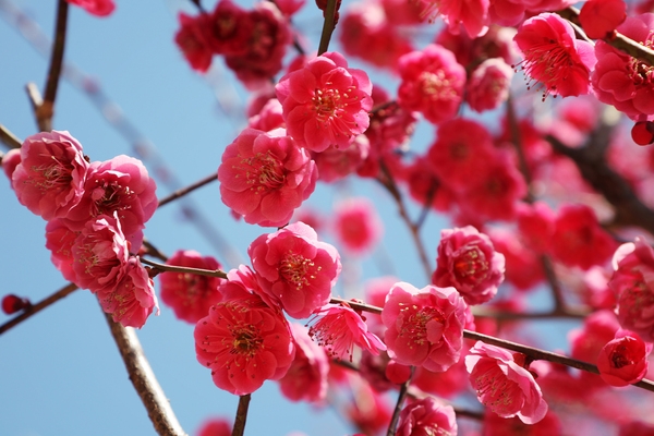 임자면 홍매화 001 6