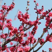 임자면 홍매화 001