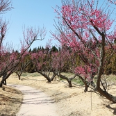 임자면 홍매화 002