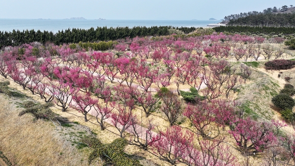 임자면 홍매화 002 6