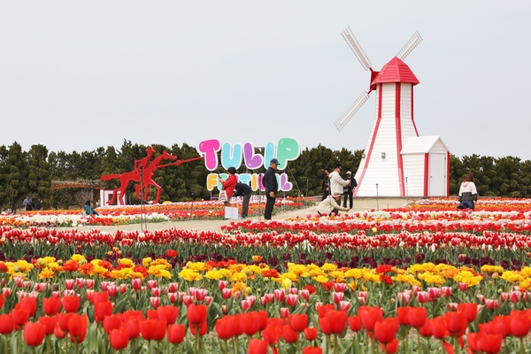 임자면 튤립홍매화정원 튤립축제 5
