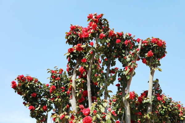 임자면 튤립홍매화정원 카네이션동백 001 3