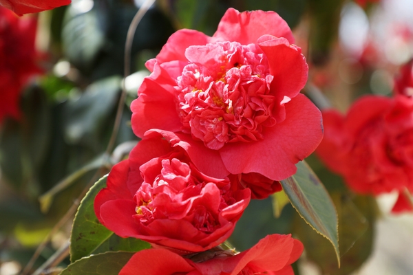 임자면 튤립홍매화정원 카네이션동백 001 4