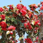 임자면 튤립홍매화정원 카네이션동백 001