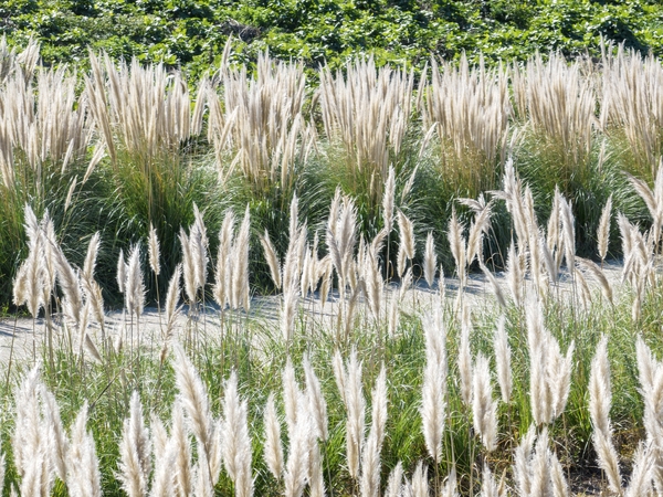장산면 화이트정원 팜파스글라스 002 5