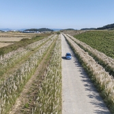 장산면 화이트정원 팜파스글라스 002