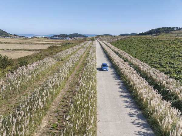장산면 화이트정원 팜파스글라스 002 1