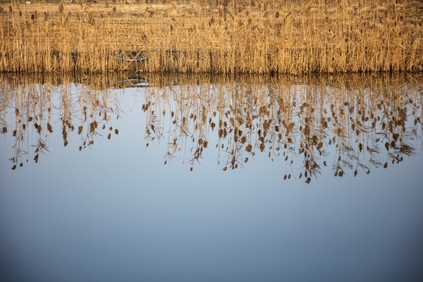병풍도 전경갈대 1