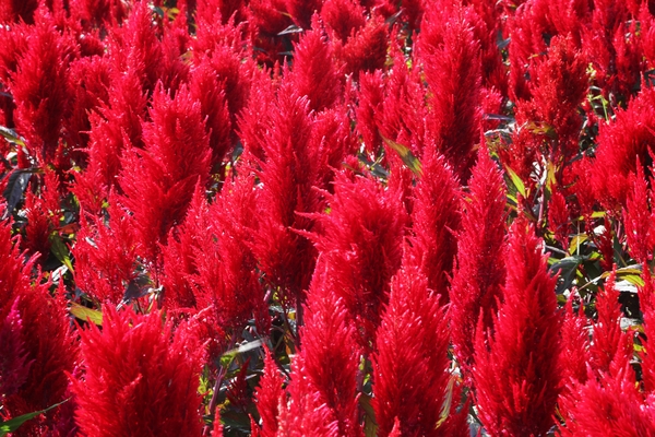 증도면 병풍도 맨드라미 001 2