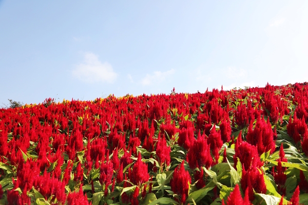 증도면 병풍도 맨드라미 001 3