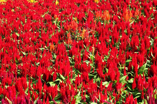 증도면 병풍도 맨드라미 001 4