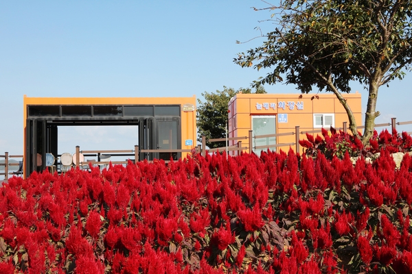 증도면 병풍도 맨드라미 001 5