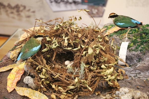 흑산도 신안철새박물관 3