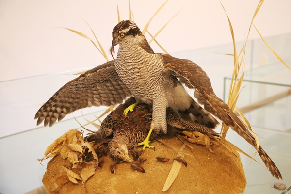 흑산도 신안철새박물관 5