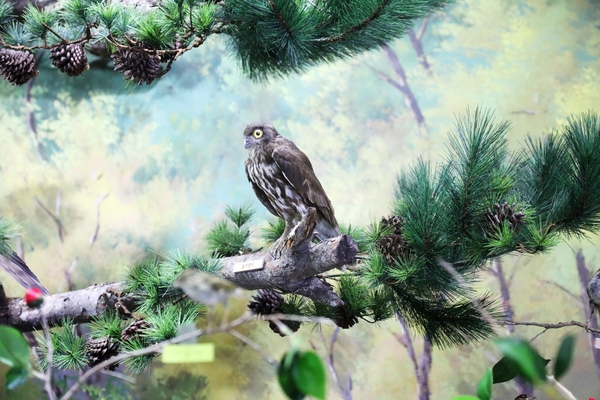 흑산도 신안철새박물관 6