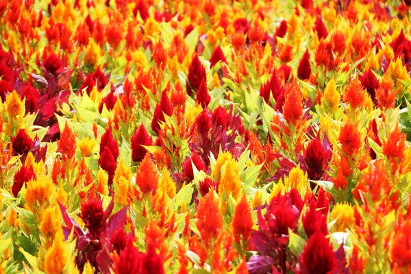 증도면 병풍도 맨드라미 001 3