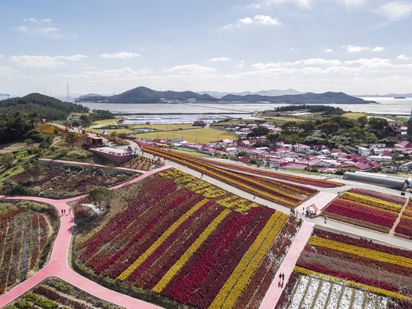 증도면 병풍도 맨드라미 003 2