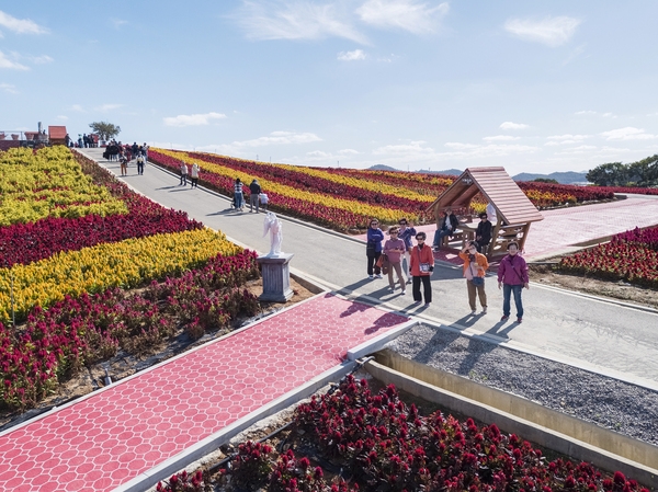 증도면 병풍도 맨드라미 003 6