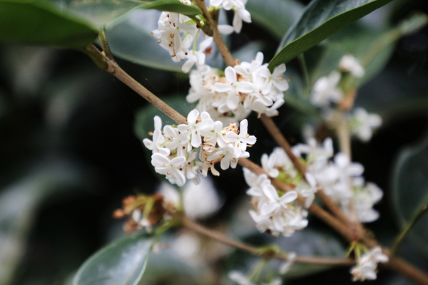 증도면 은목서 001 2