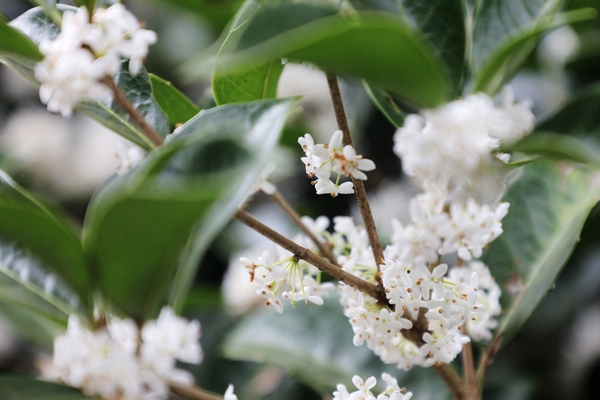 증도면 은목서 001 3