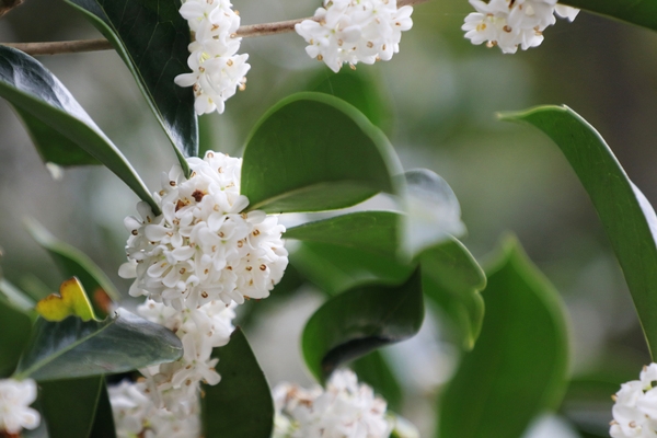 증도면 은목서 001 5