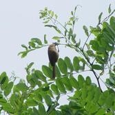 붉은눈오목눈이(뱁새)