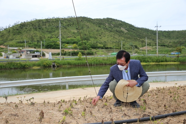 2021.05.26 도초면 팽나무 숲 및 수국공원 현장 방문 1