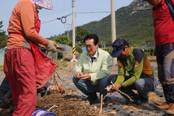 2022.06.10 자은면 유천리 가뭄현장방문(마늘밭) 4