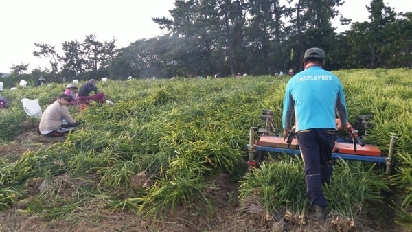 제철맞은 햇 생강 수확 한창!..'바닷바람 맞은 햇생강 수확에 농가 바쁜하루'1