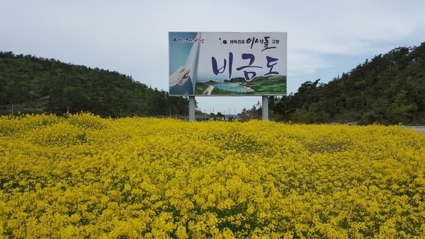 바둑의 신 이세돌 고향 비금도, 유채꽃으로 노란 물결 가득1