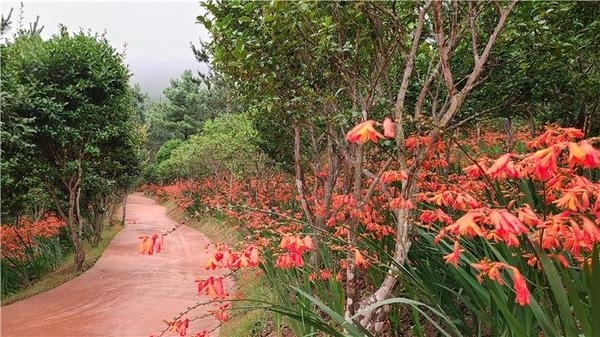 신안군『Crocosmia 여름꽃 랜선 축제』 준비 완료..