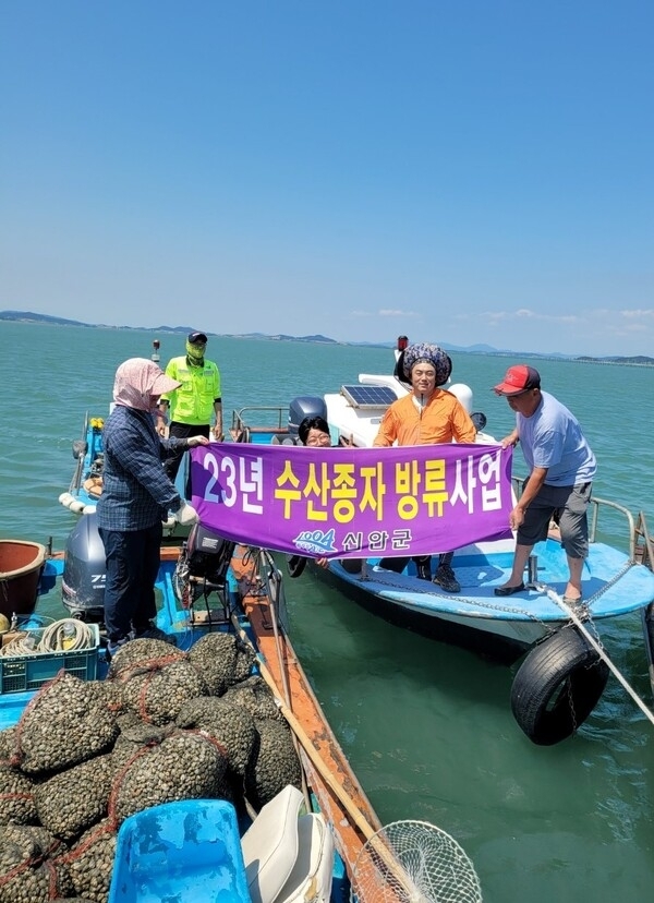 신안군! 청정 갯벌어장에 맞춤형 고소득형 패류 살포..'수산자원 회복과 함께 어업인(지역주민) 소득 기대'1