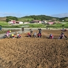 신안군, 병풍도 맨드라미 축제 준비 박차..'주민들과 함께 만드는 전국 최대 맨드...