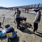 신안군, 국제적 블루카본 도시로 도약…'갯벌 탄소저장 56조 원 가치 확인'