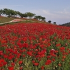 병풍도 꽃양귀비 홍보축제 성료..'섬과 바다 힐링의 섬 꽃양귀비 물결이 황홀한 병...
