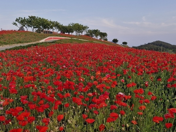 병풍도 꽃양귀비 홍보축제 성료..'섬과 바다 힐링의 섬 꽃양귀비 물결이 황홀한 병풍도'1