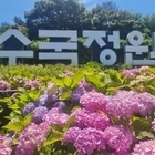 단순한 꽃축제 아닌 예술과의 조우 신안 ‘섬 수국축제’ 개최..2025년 6월 2...