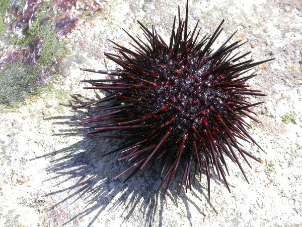 성게와 성게알 2