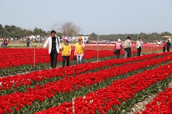 제1회 신안튤립축제  1