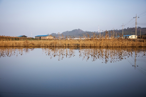 병풍도전경갈대 5