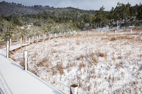 압해 분재공원 - 눈 온 뒤 분재공원 2