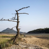 팔금면 매도 일금도